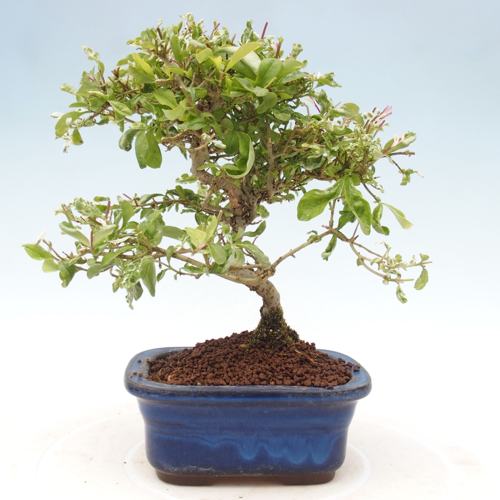 Bonsai für draußen - Ligustrum obtusifolium
