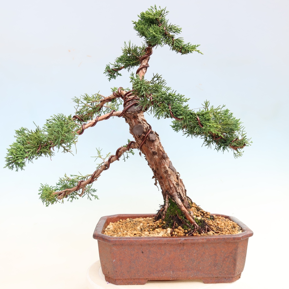 Bonsai für draußen - Juniperus chinensis Kishu