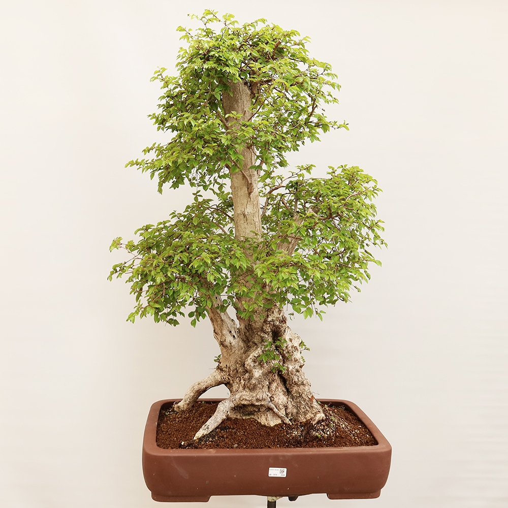 Bonsai für draußen - Karpinus Coreana - Koreanische Hainbuche