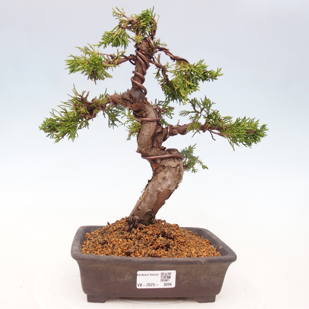 Bonsai für draußen - Juniperus chinensis Itoigawa