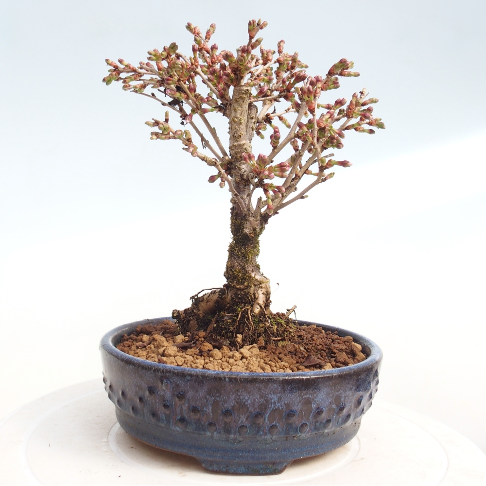 Bonsai für draußen - Prunus incisa Kojou-no mai-Plivon ausgeschnitten