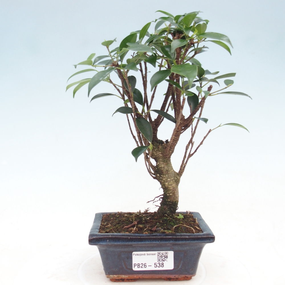 Zimmer Bonsai Ficus retusa kimmen