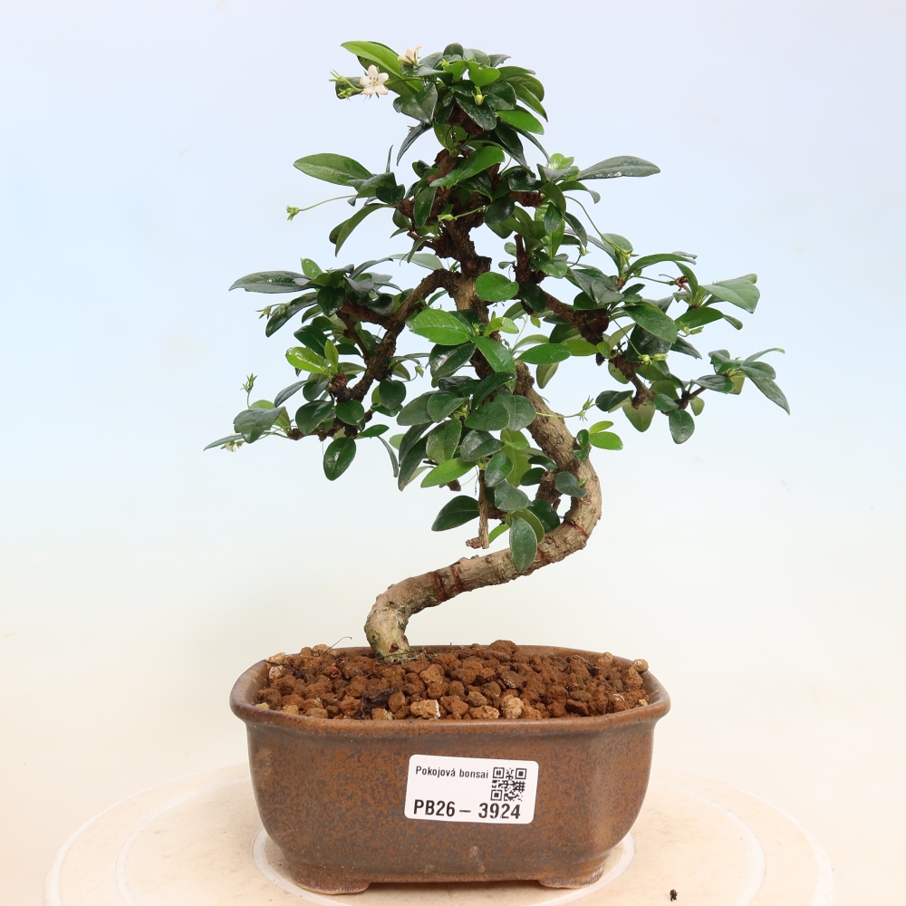 Zimmer-Bonsai - Carmona macrophylla - Tee-Fuki