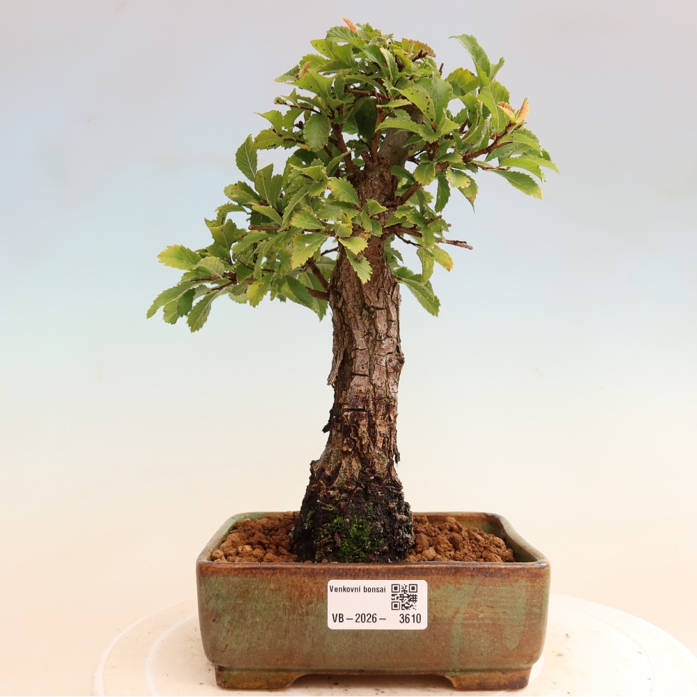 Bonsai für draußen - Zelkova - Zelkova NIRE