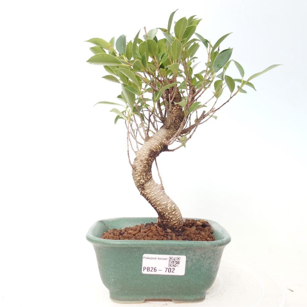 Zimmerbonsai - Ficus retusa - Kleinblättriger Ficus