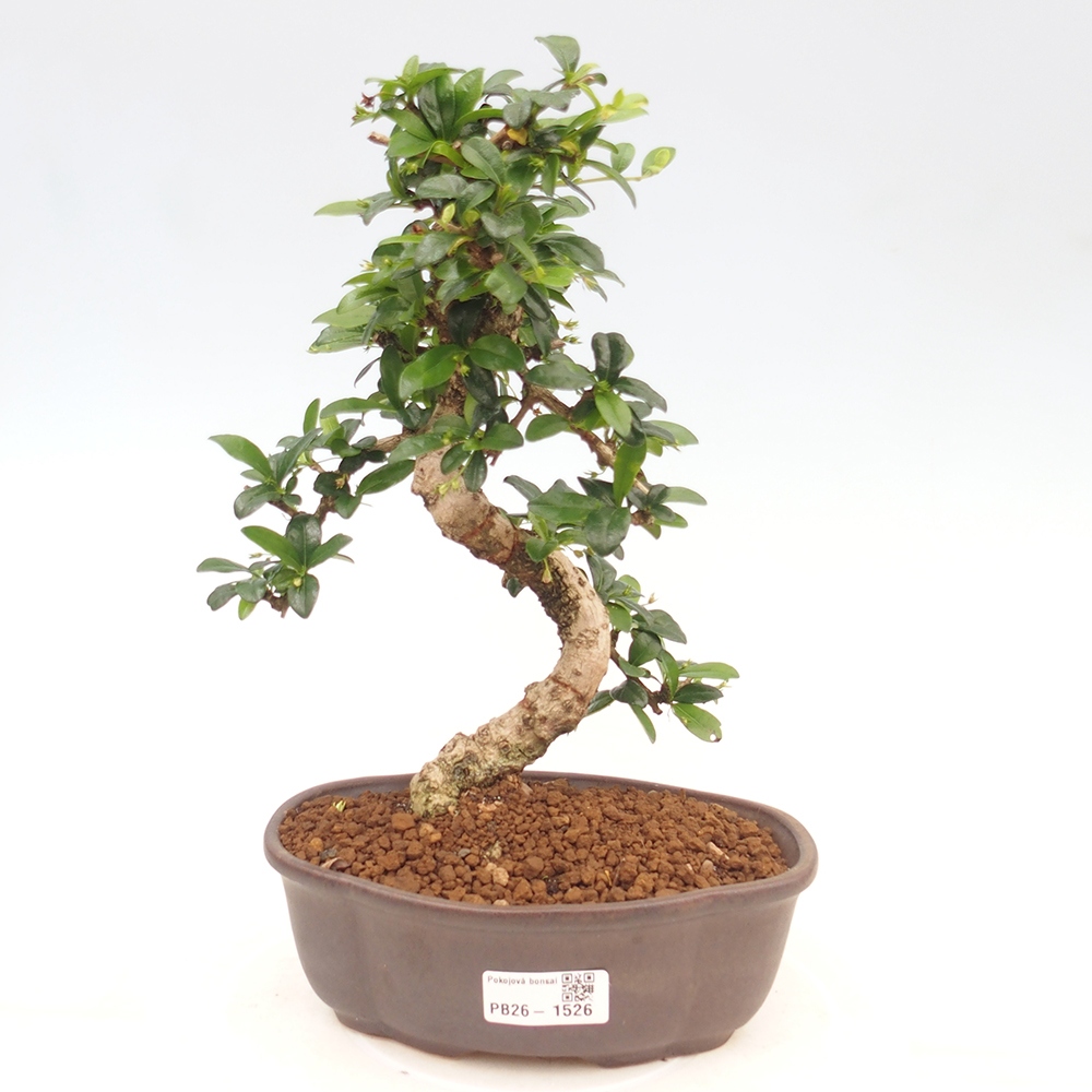 Zimmer-Bonsai - Carmona macrophylla - Tee-Fuki