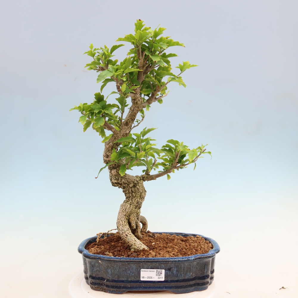 Bonsai für den Außenbereich – Hibiscus syriacus – Syrischer Hibiskus