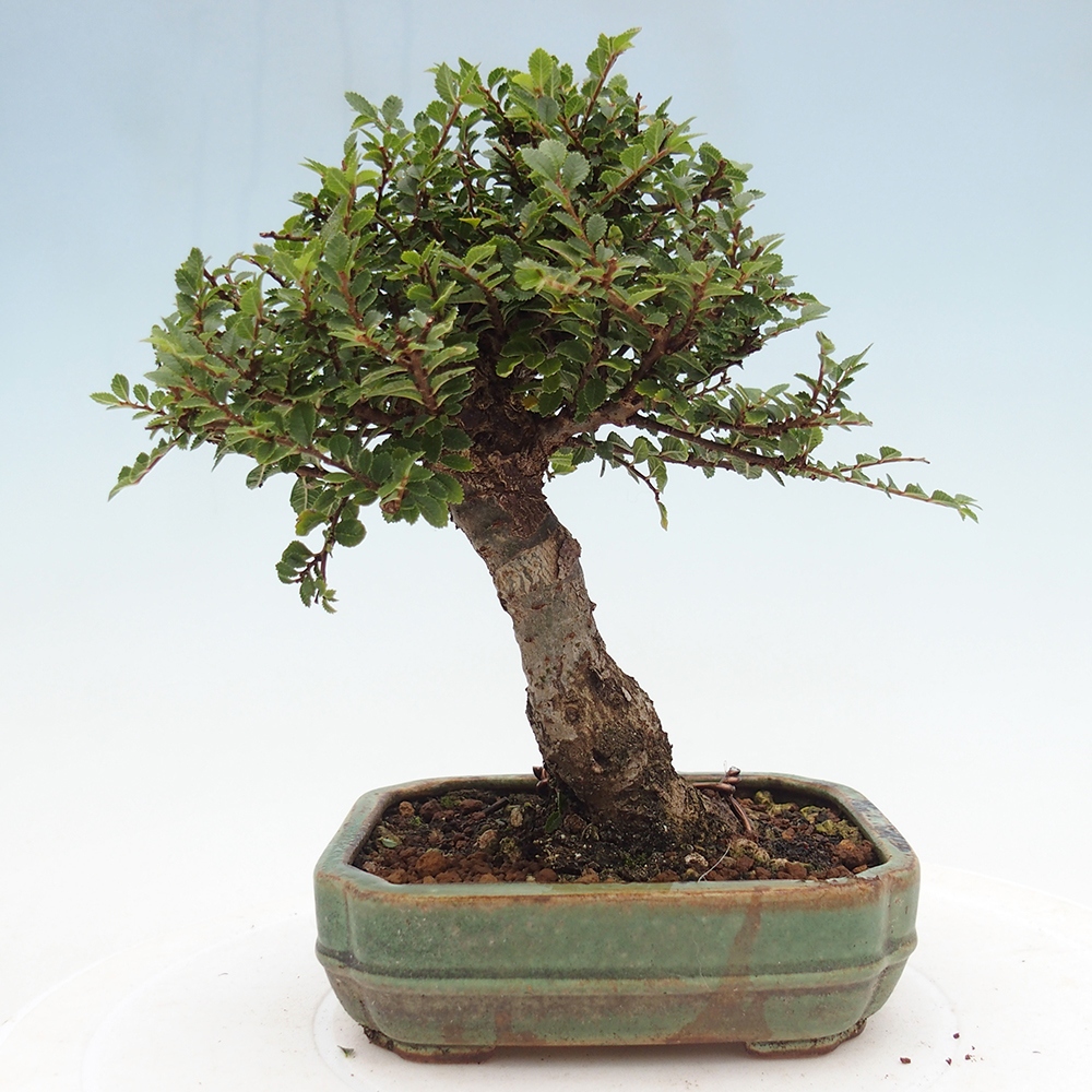 Bonsai für draußen - Ulmus parvifolia Hokkaido - Chinesische Ulme