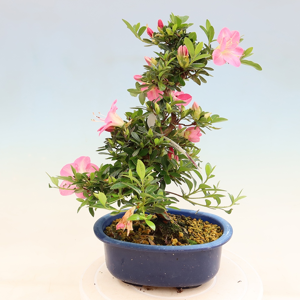 Bonsai für draußen - Japanische Azalee - Azalee Santoka