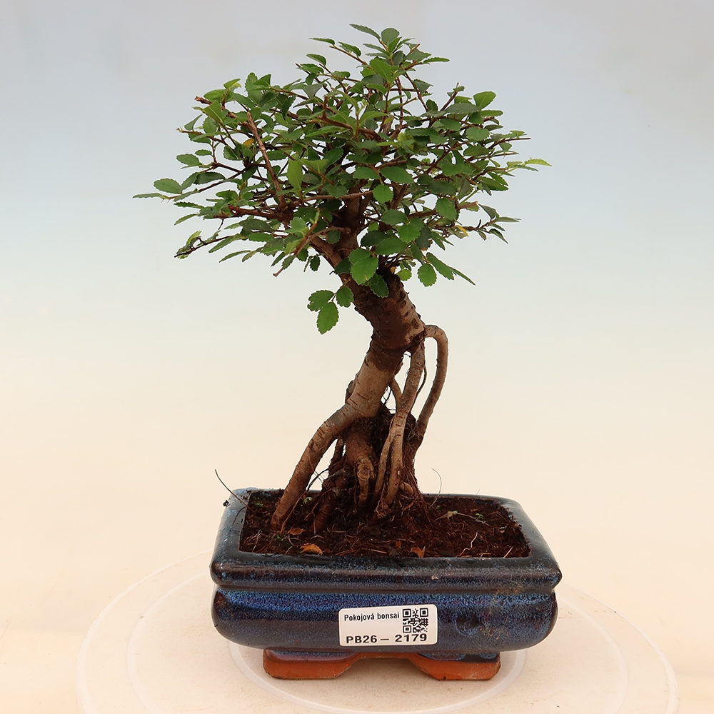Zimmerbonsai - Ulmus parvifolia - Kleinblättrige Ulme