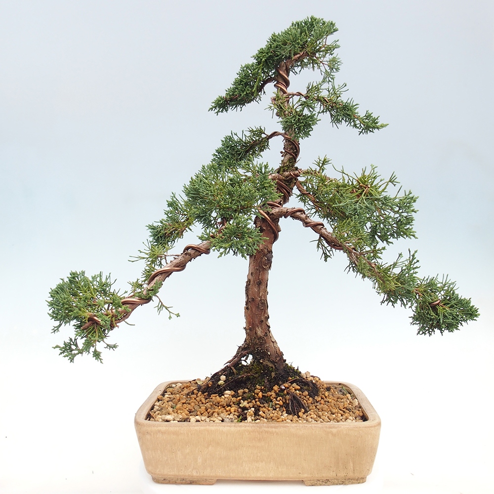 Bonsai für draußen - Juniperus chinensis Kishu
