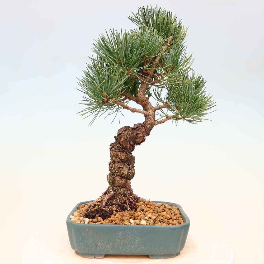 Bonsai für draußen - Pinus parviflora - Pinus parviflora