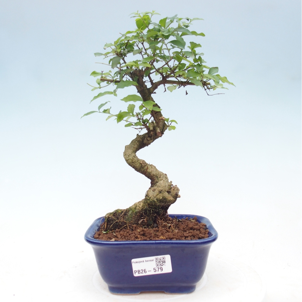 Zimmer Bonsai -Ligustrum chinensis - Vogelschnabel