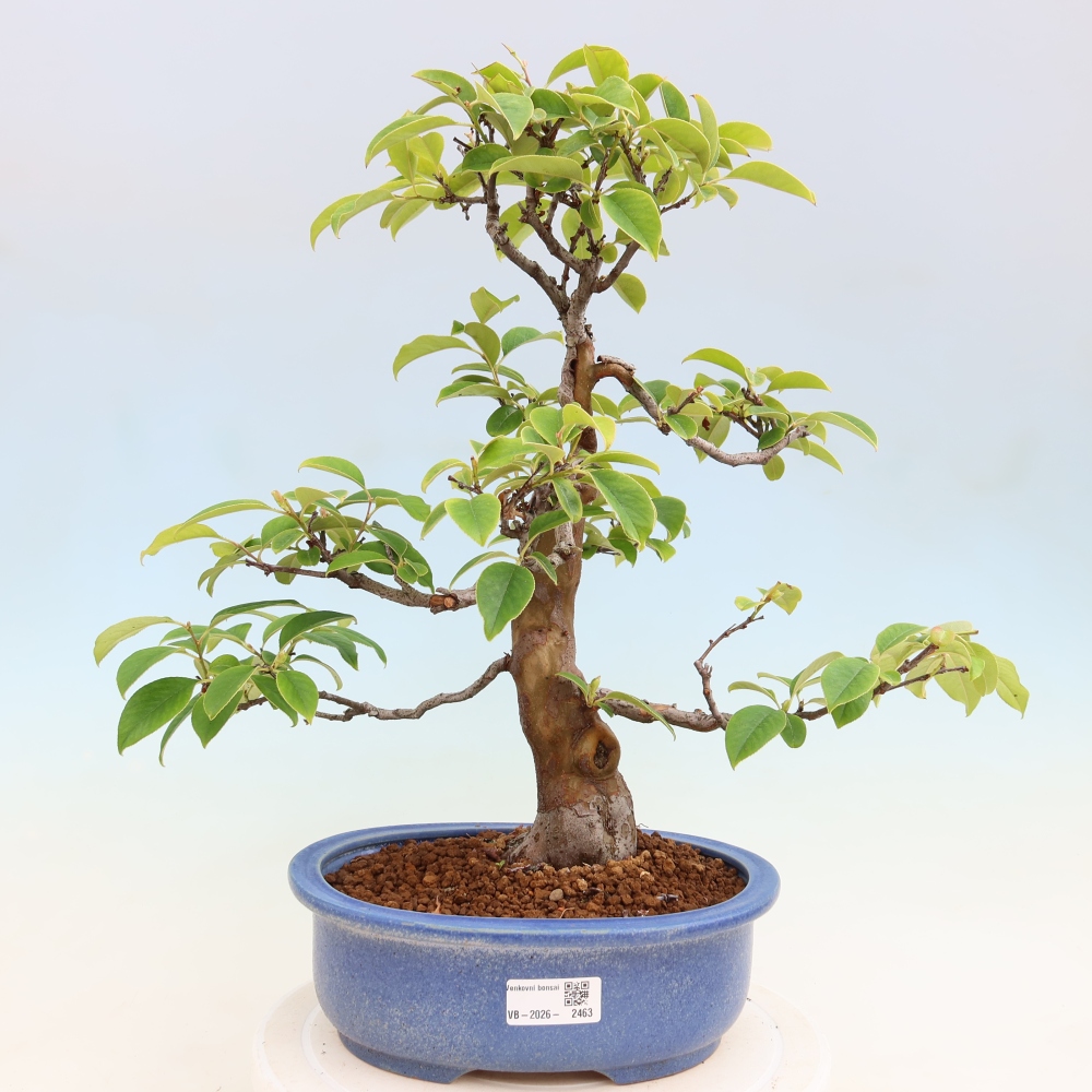 Bonsai für draußen - Pseudocydonia sinensis - Chinesische Quitte