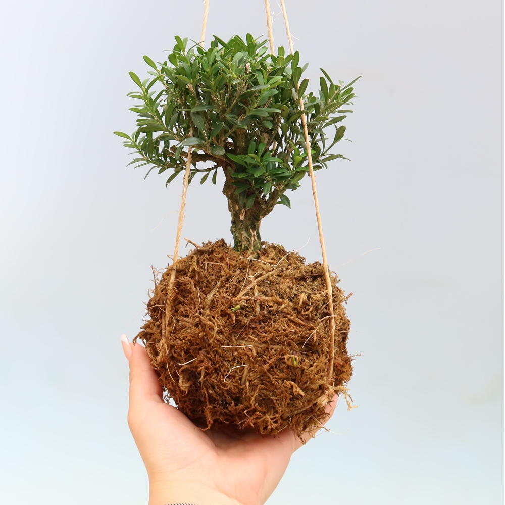 Kokedama in Keramik – Buxus harlandii – Korkbuchsbaum