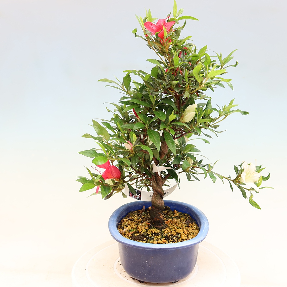 Bonsai für draußen - Japanische Azalee - Azalee CHIHIRO