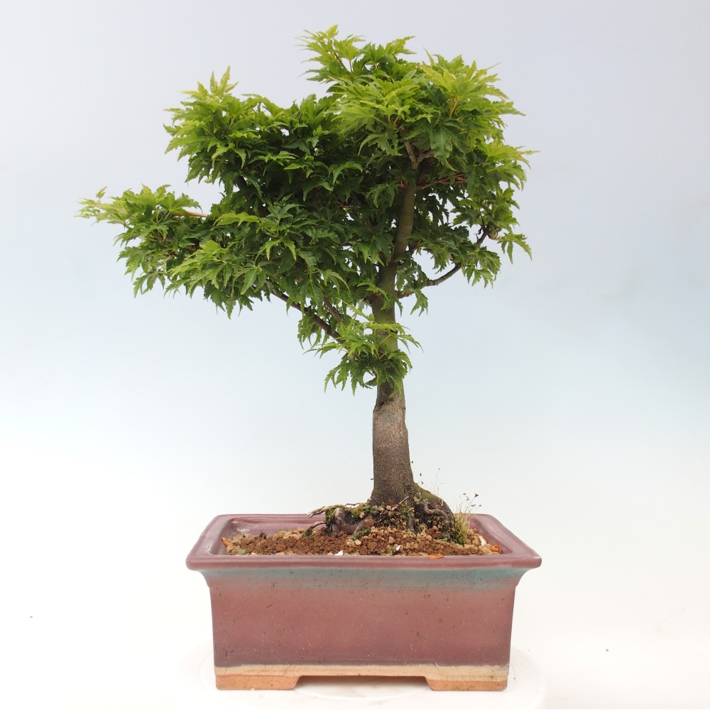 Bonsai für draußen -Javor-Palme Acer palmatum Shishigashira