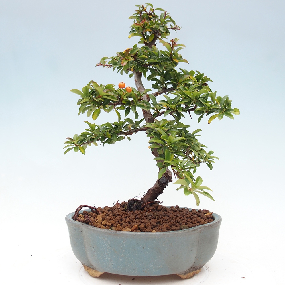 Freiland-Bonsai-Pyracantha Teton -Hlox