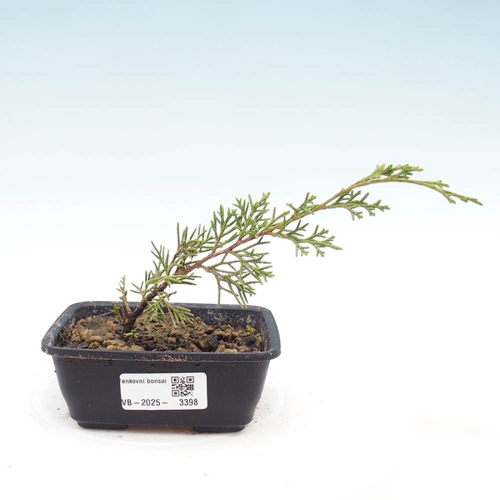 Bonsai für draußen - Juniperus chinensis Itoigawa