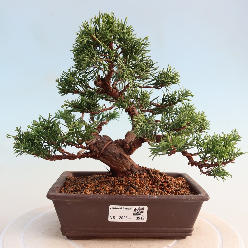 Bonsai für draußen - Juniperus chinensis Itoigawa