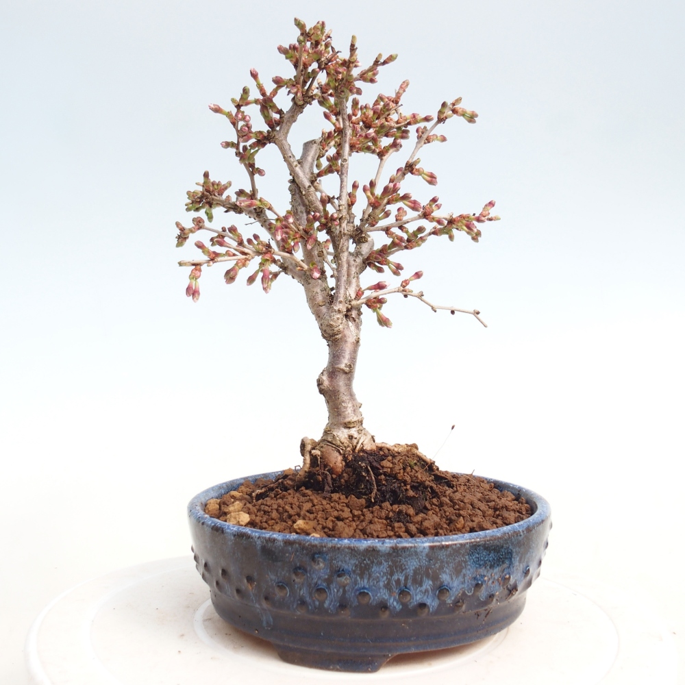 Bonsai für draußen - Prunus incisa Kojou-no mai-Plivon ausgeschnitten