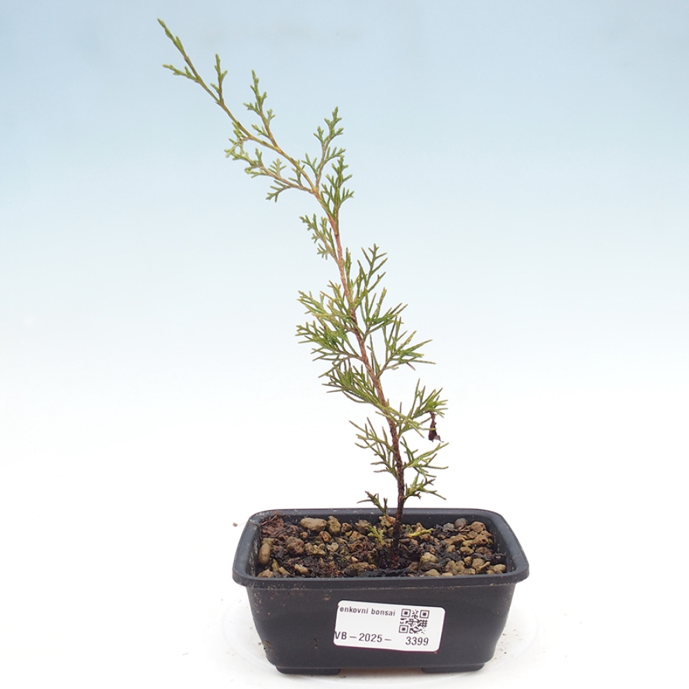 Bonsai für draußen - Juniperus chinensis Itoigawa