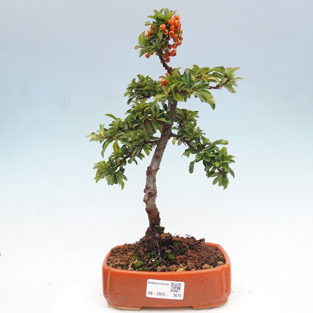Freiland-Bonsai-Pyracantha Teton -Hlox