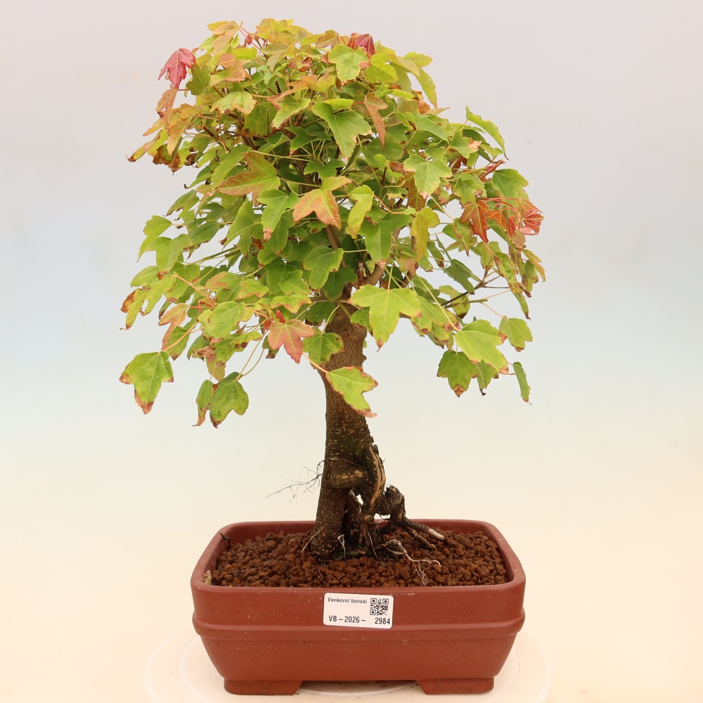Bonsai für draußen - Ahorn Burger - Acer Burgerianum