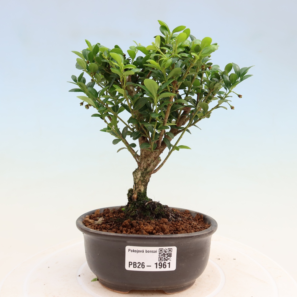 Zimmer Bonsai - Ilex crenata - Stechpalme