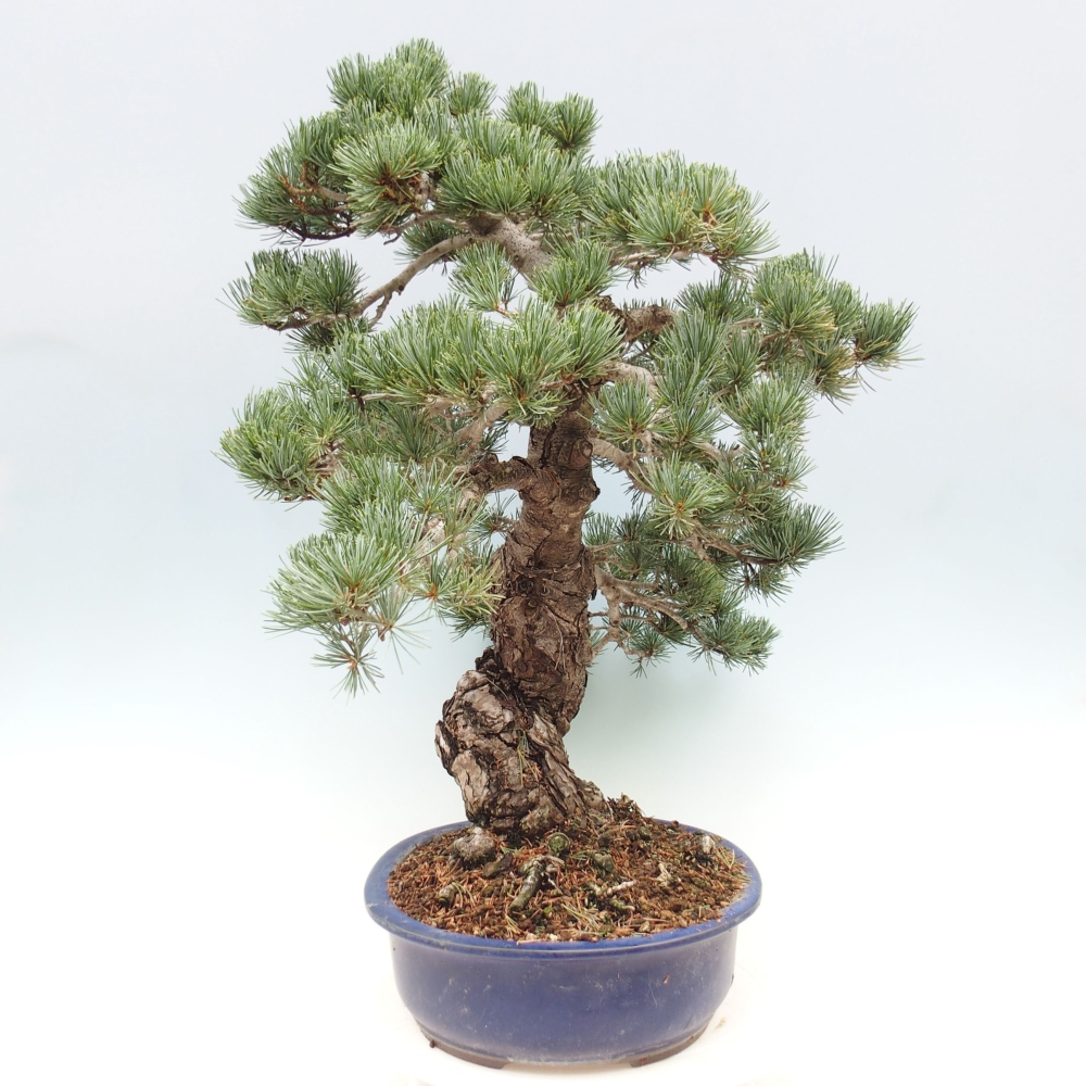Bonsai für draußen - Pinus parviflora - Pinus parviflora