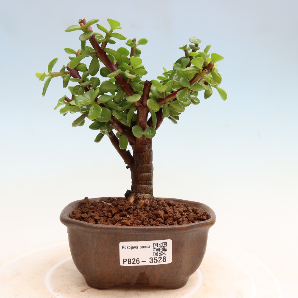 Zimmer Bonsai - Portulakaria Afra - Tlustice