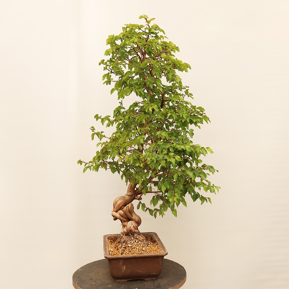 Bonsai für draußen - Karpinus Coreana - Koreanische Hainbuche