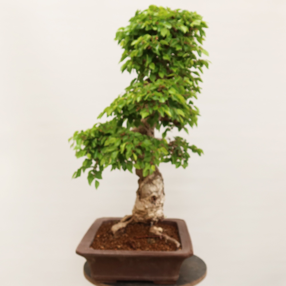 Bonsai für draußen - Karpinus Coreana - Koreanische Hainbuche