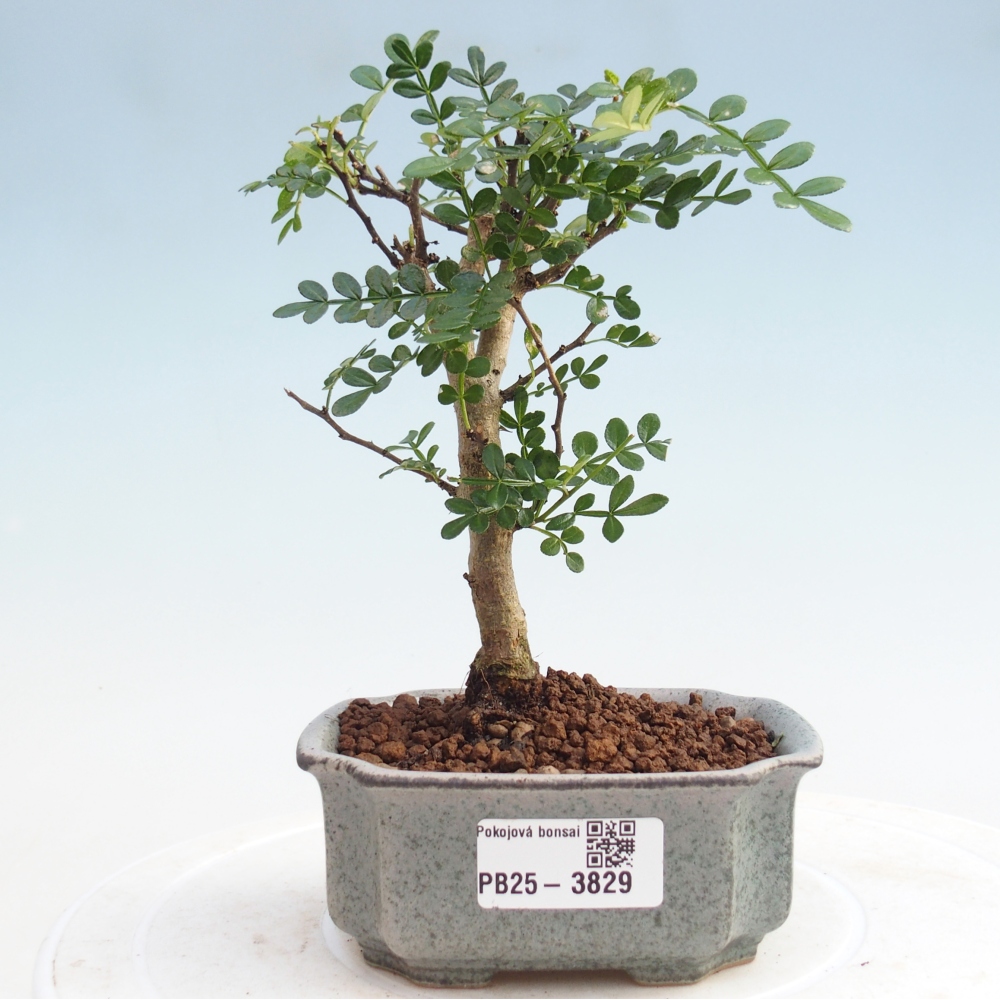 Zimmer Bonsai - Zantoxylum piperitum - Pfefferbaum 