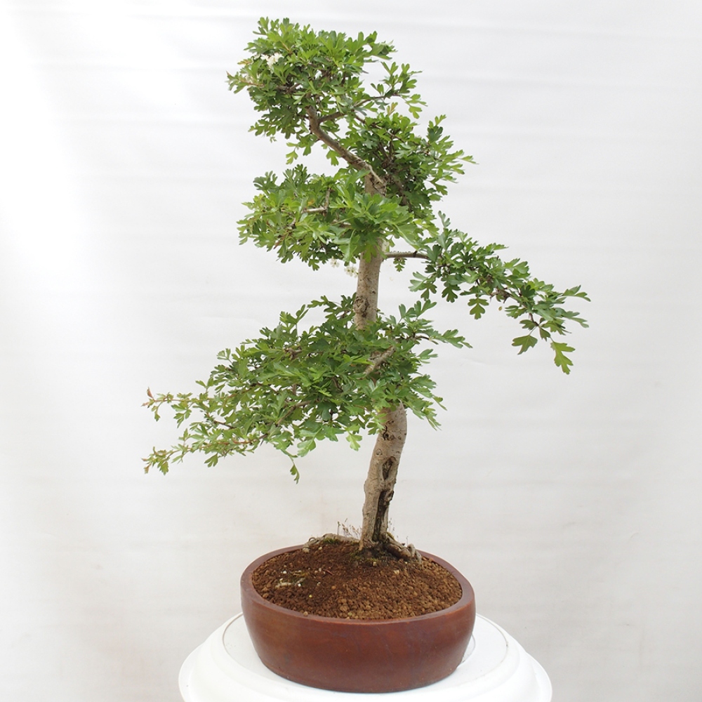 Bonsai für draußen - Weißdorn - Crataegus monogyna