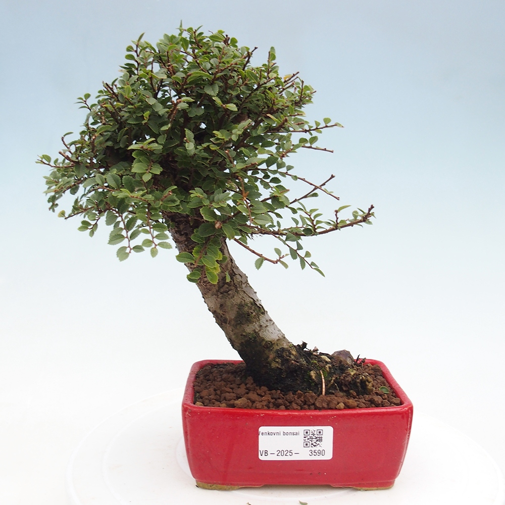 Bonsai für draußen - Ulmus parvifolia Hokkaido - Chinesische Ulme