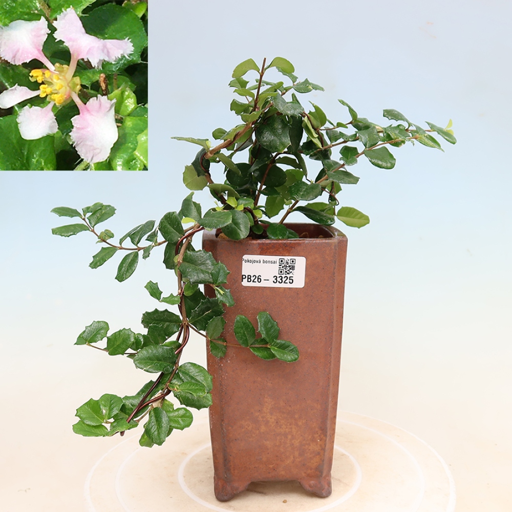Zimmerbonsai – Barbados-Kirsche (Malpighia coccigera)