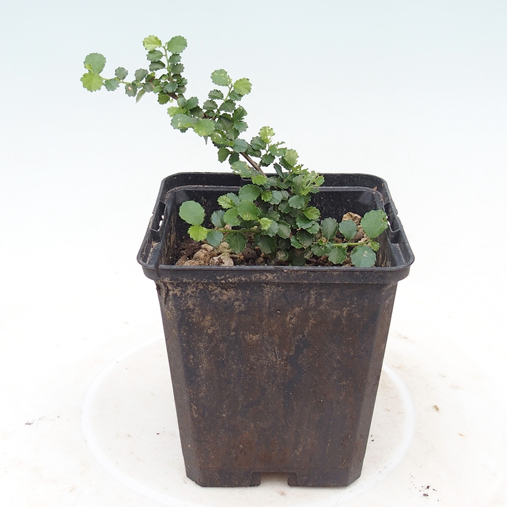Zimmerbonsai - Grewia sp. - Grewia kleinblättrig im Container