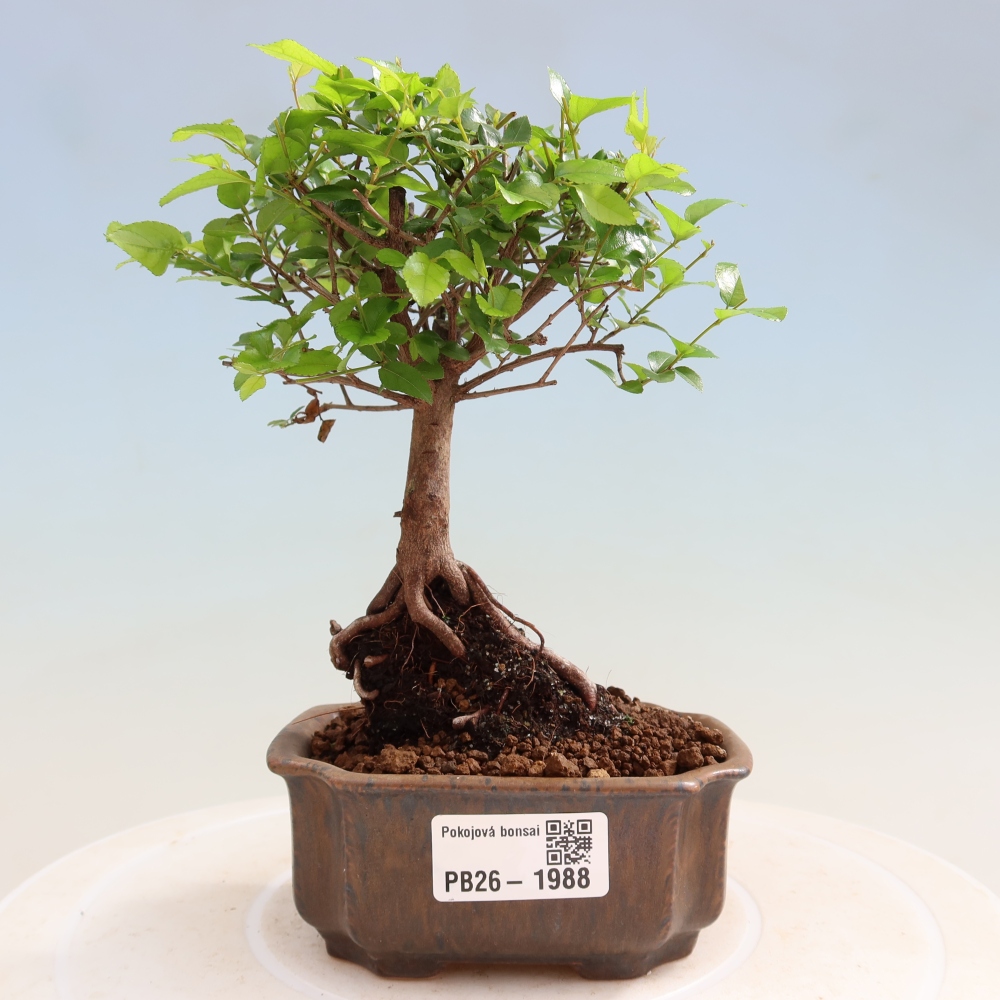 Zimmer Bonsai - Sageretia thea - Sageretia thea