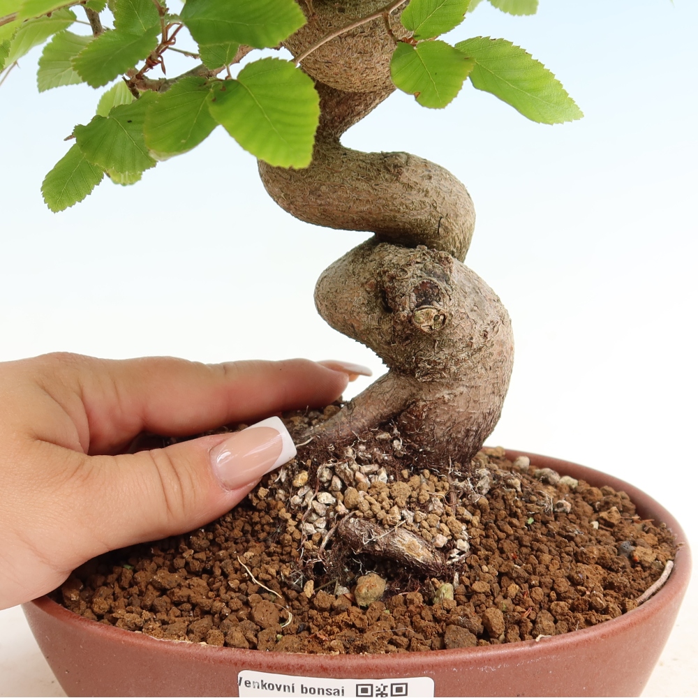 Bonsai für draußen - Karpinus Coreana - Koreanische Hainbuche