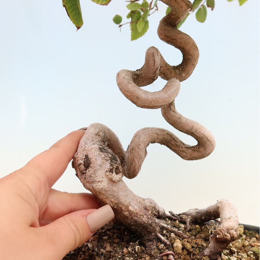 Bonsai für draußen -Carpinus CARPINOIDES - Koreanische Hainbuche
