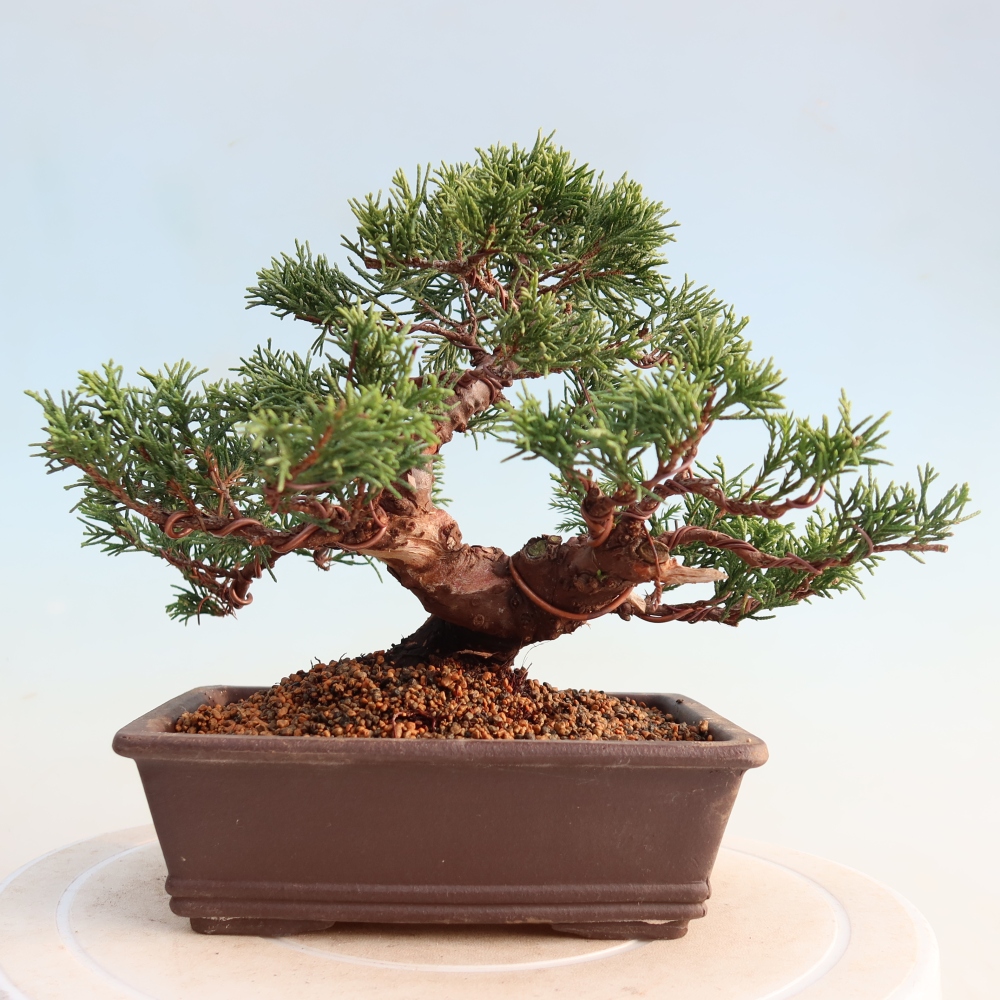 Bonsai für draußen - Juniperus chinensis Itoigawa