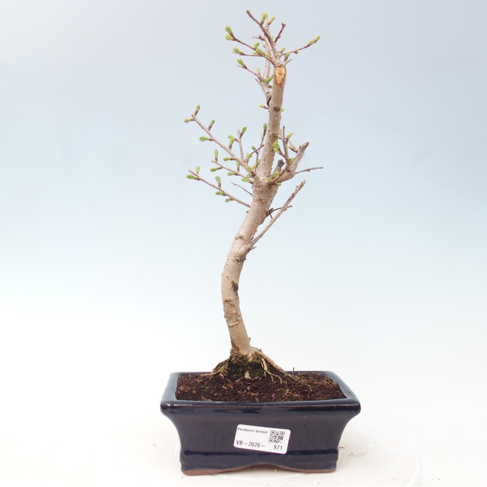 Bonsai für draußen -Pseudolarix amabis-Pseudolarix amabis