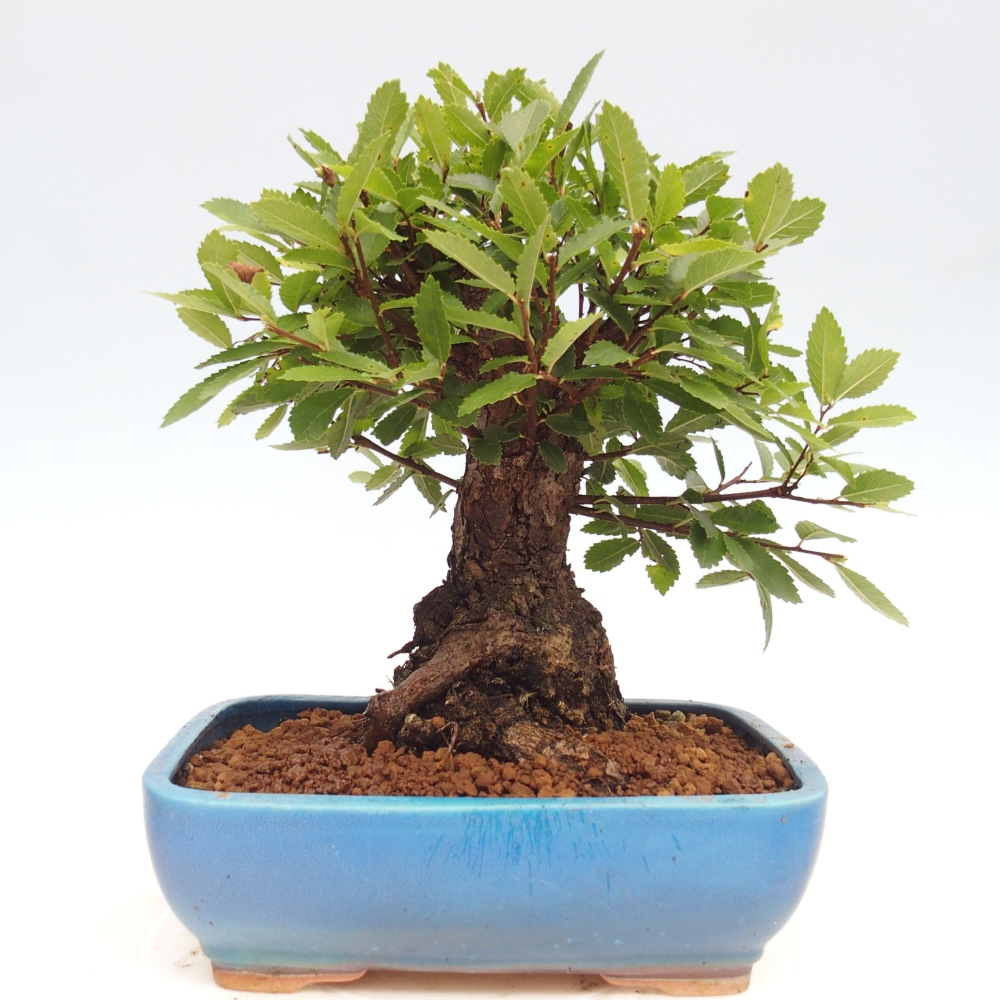 Bonsai für draußen - Zelkova - Zelkova NIRE