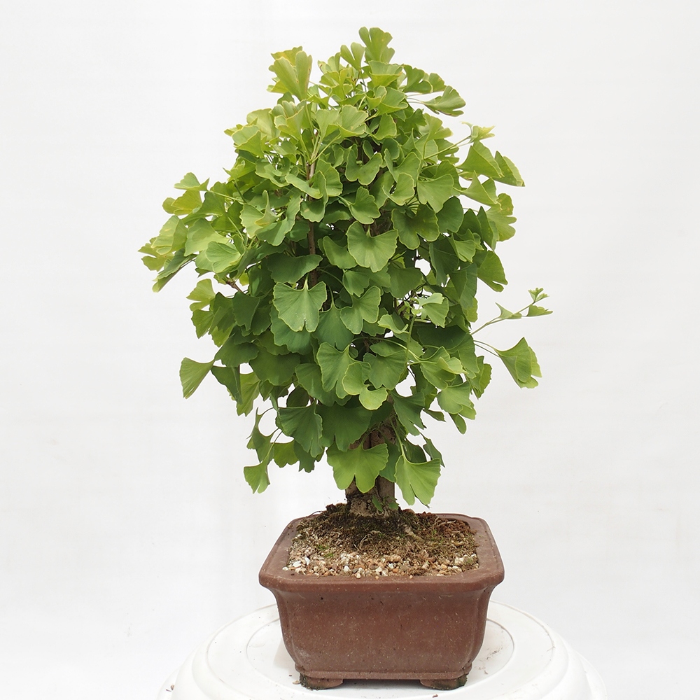 Bonsai für draußen - Ginkgo biloba - Ginkgo biloba