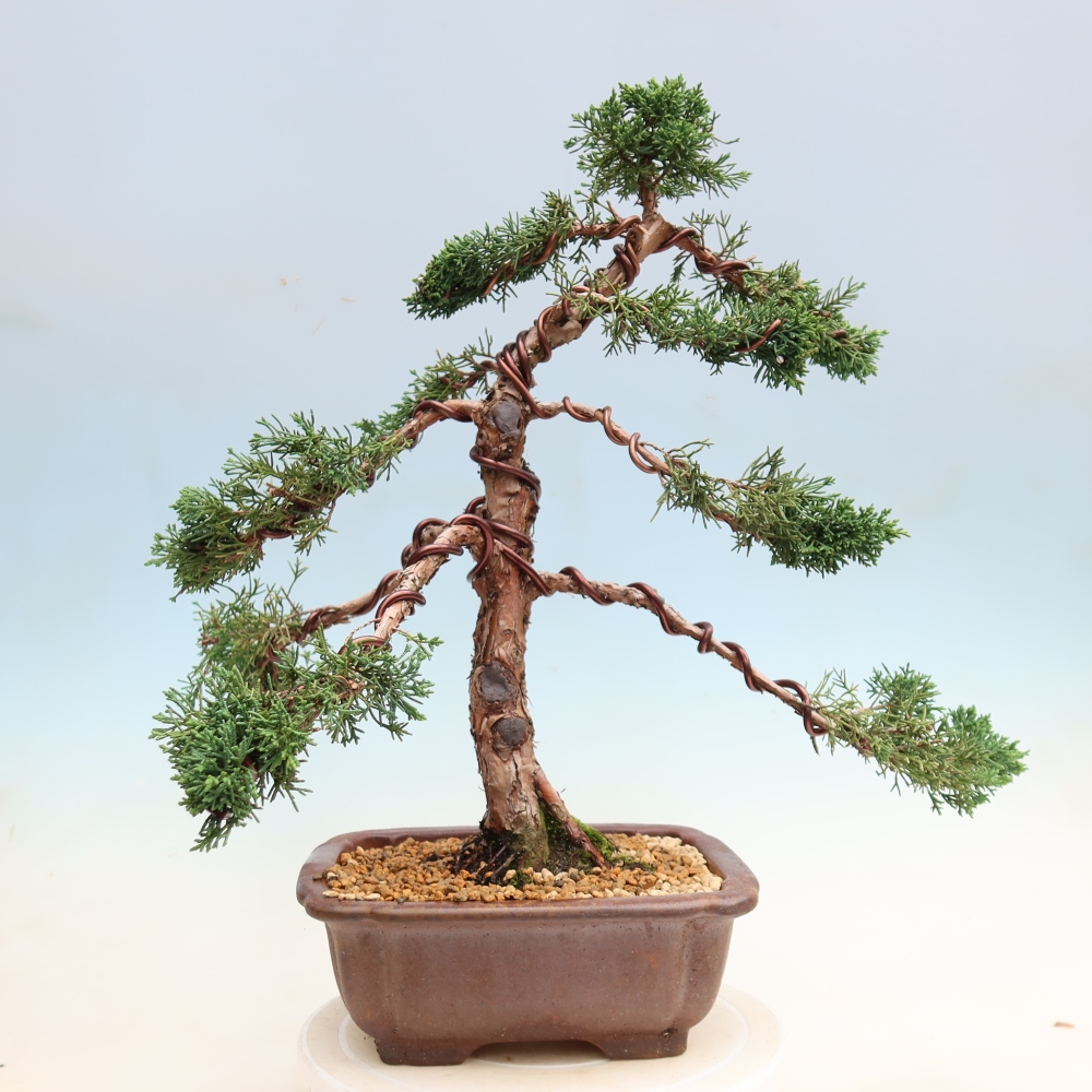 Bonsai für draußen - Juniperus chinensis Kishu