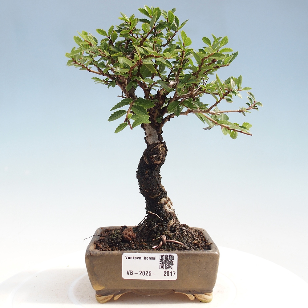 Bonsai für draußen - Zelkova - Zelkova NIRE