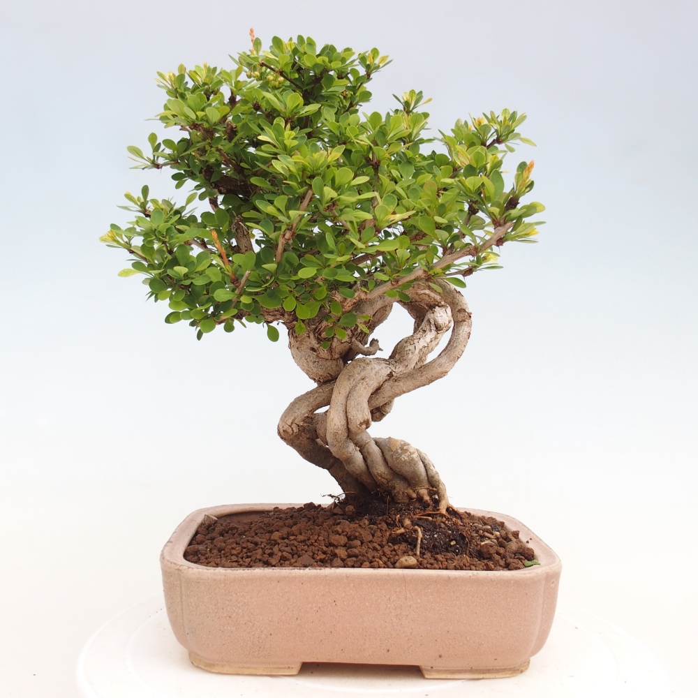 Bonsai für draußen - Berberis coreana