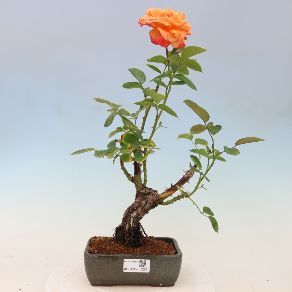 Bonsai für draußen - Rosa Kordes - Rose