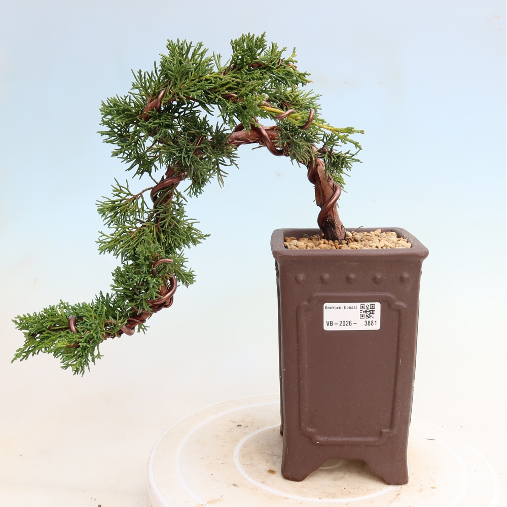 Bonsai für draußen - Juniperus chinensis Kishu
